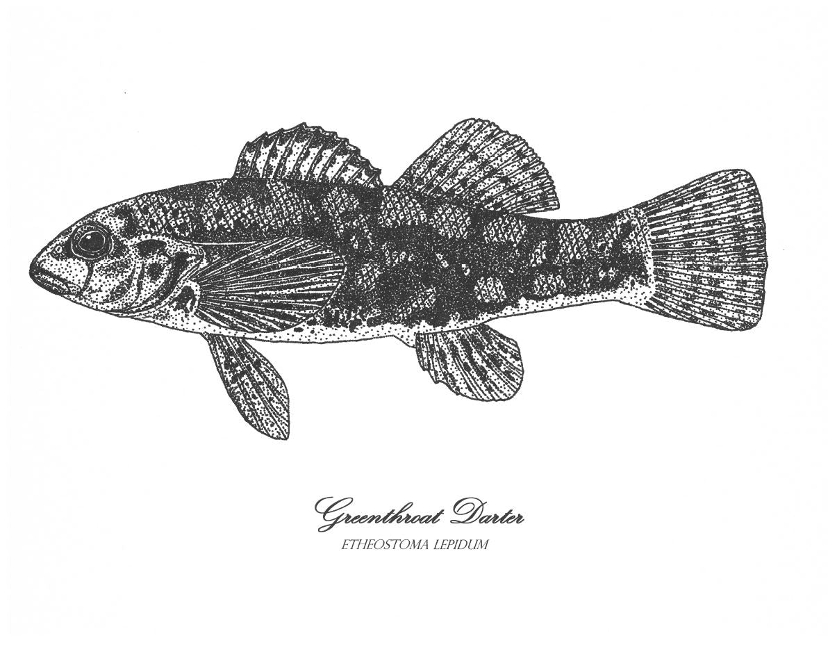 Greenthroat darter print