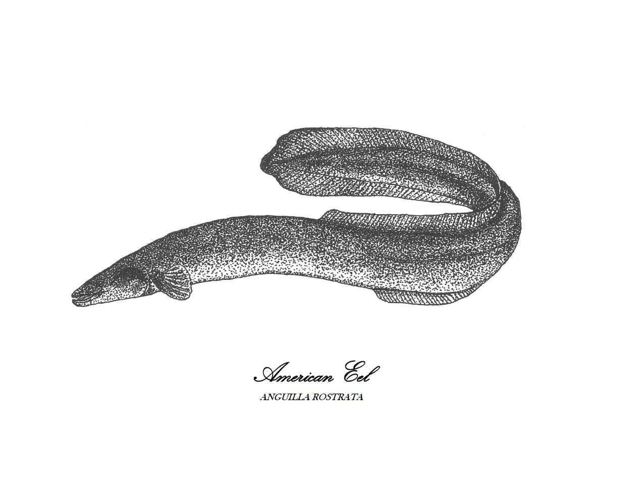 American eel print