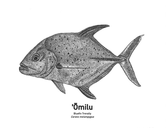 Bluefin trevally print