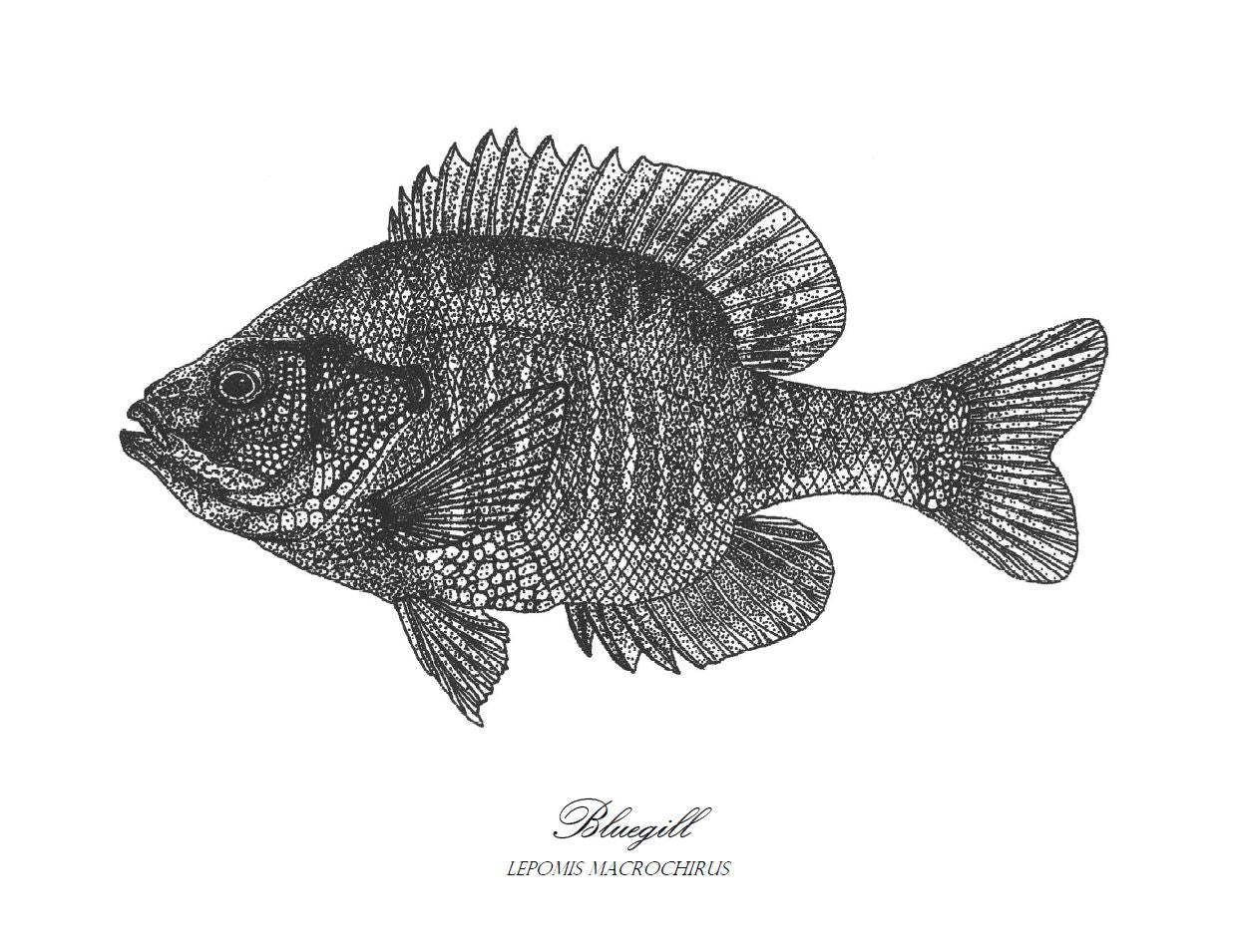 Bluegill print