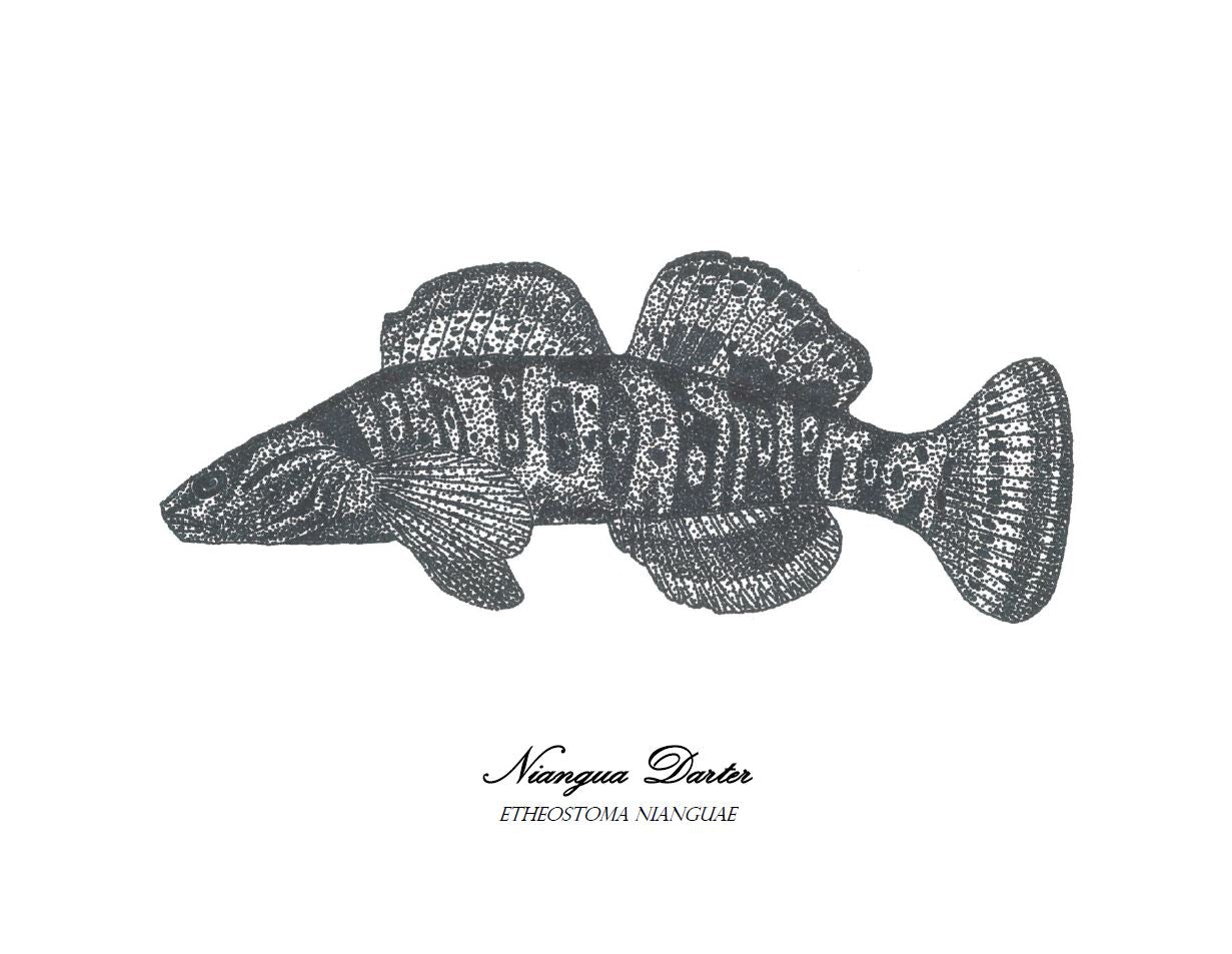 Niangua darter print