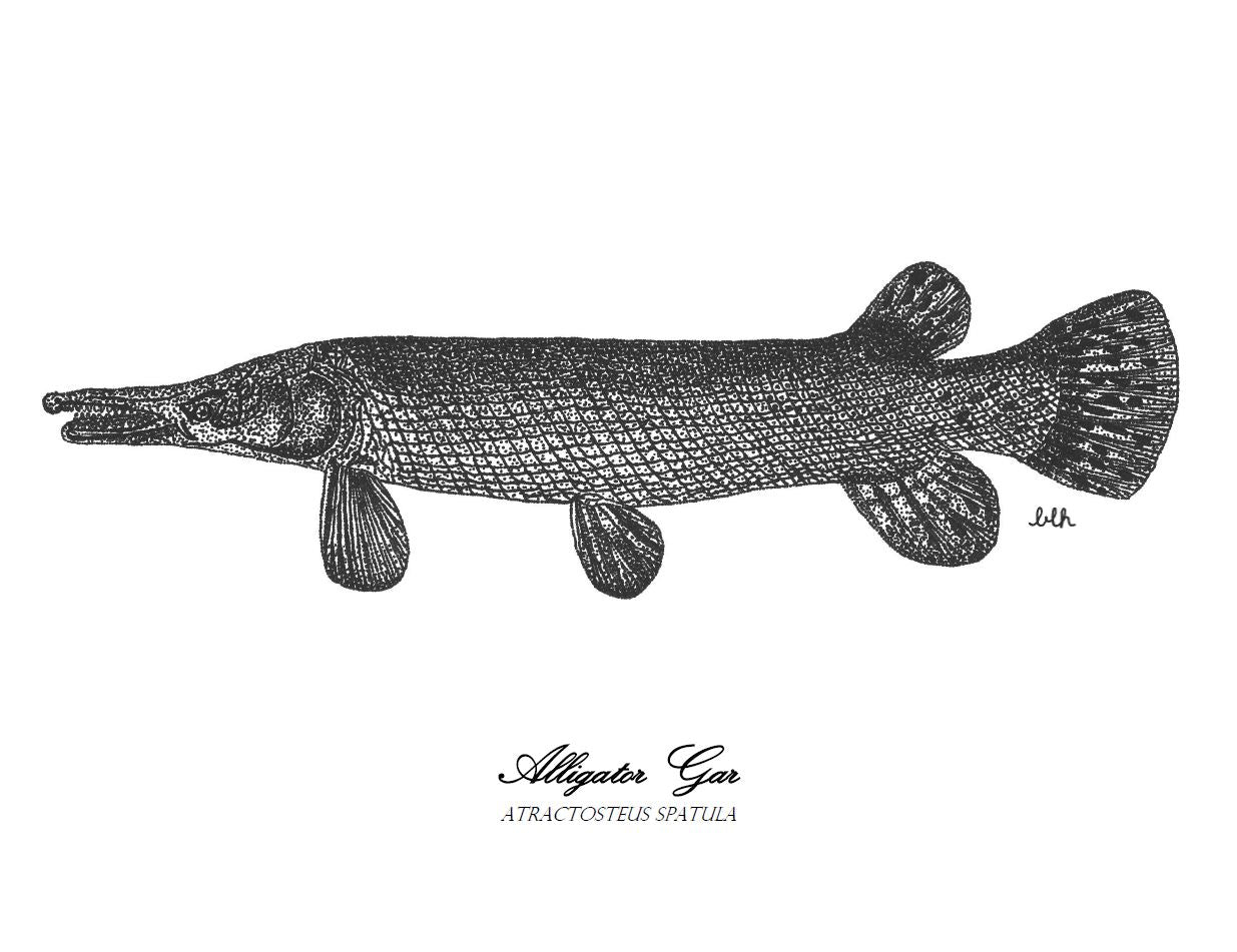 Alligator gar print