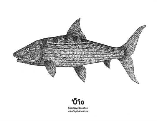 Shortjaw bonefish print