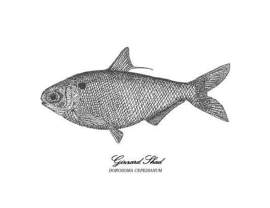 Gizzard shad print