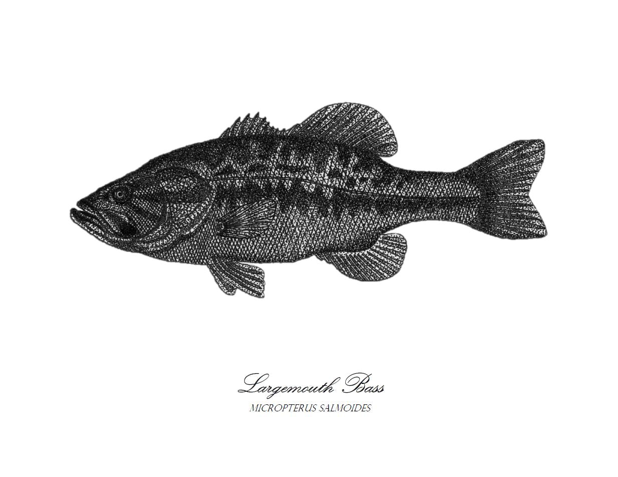 Largemouth bass print