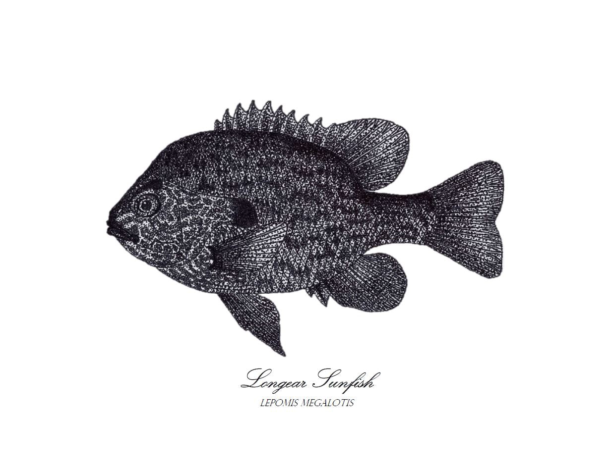 Longear sunfish print