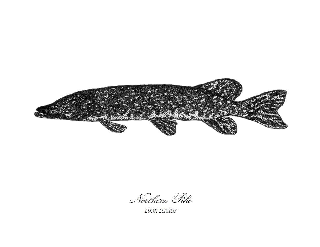 Northern pike print