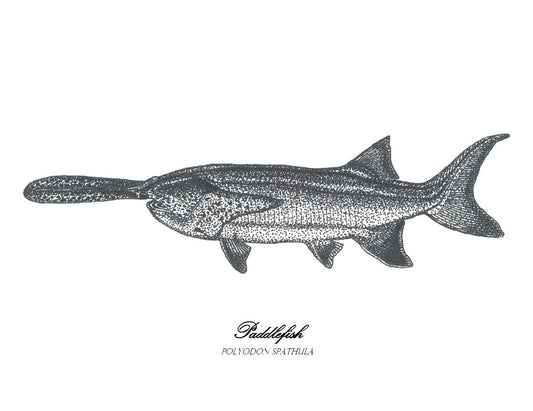 Paddlefish print