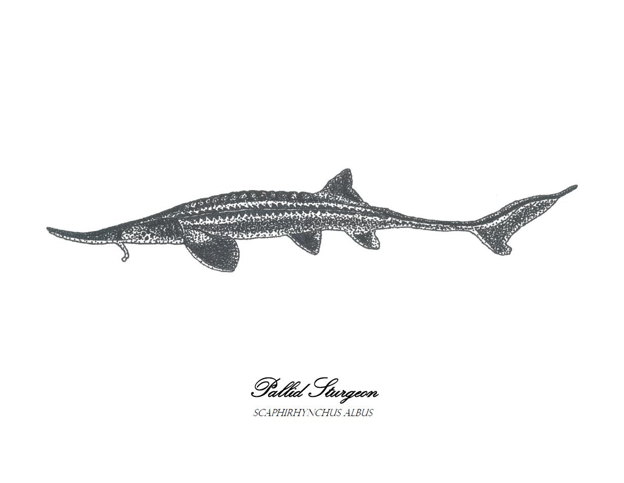 Pallid sturgeon print