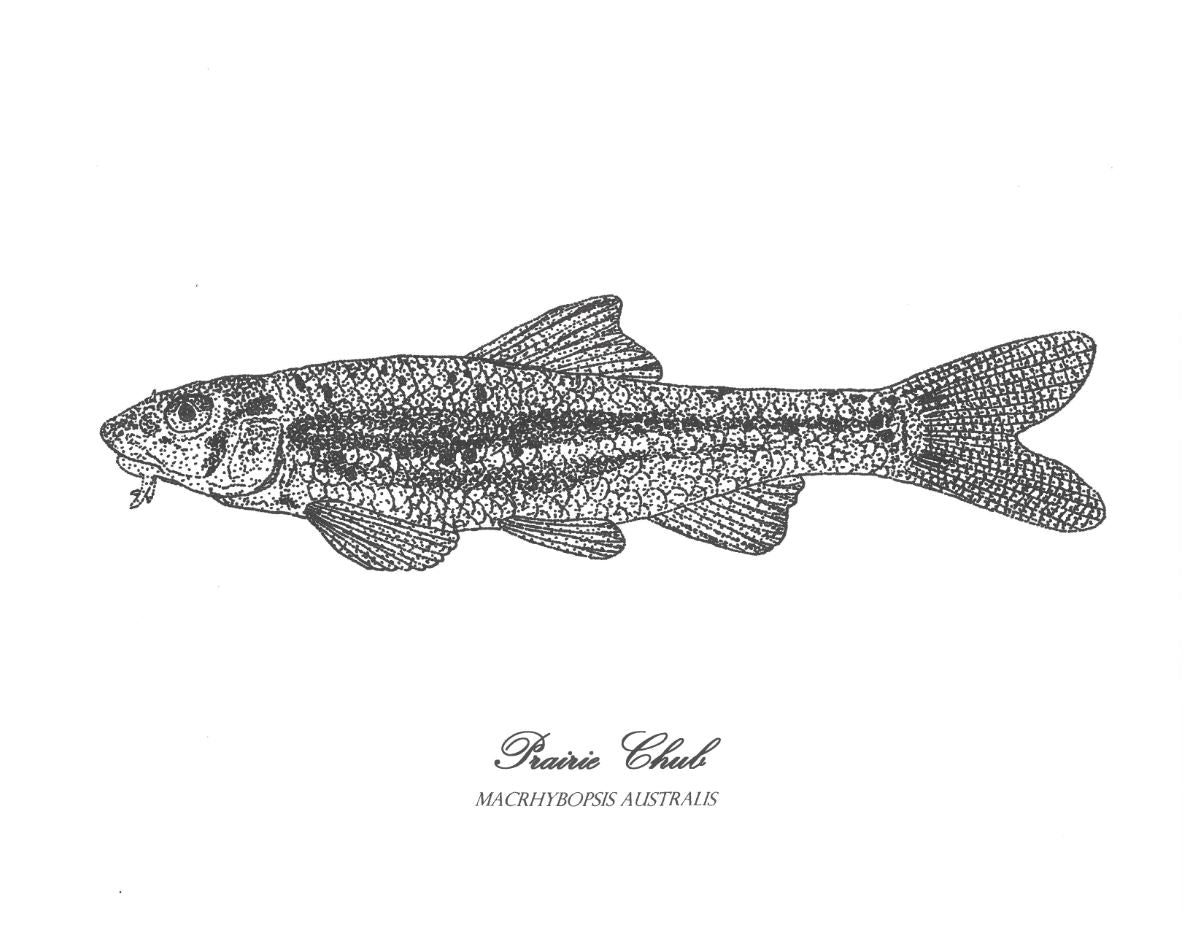 Prairie chub print