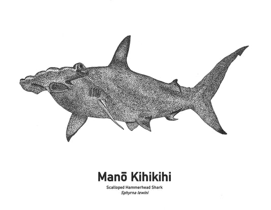 Scalloped hammerhead shark
