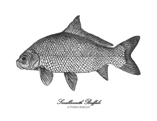 Smallmouth buffalo print