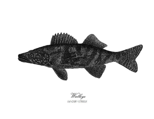 Walleye print